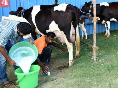 देश में Lumpy virus का कहर, लाख गायों की मौत, अगर पी रहे Cow Milk तो इन 5 बातों का रखें ध्यान