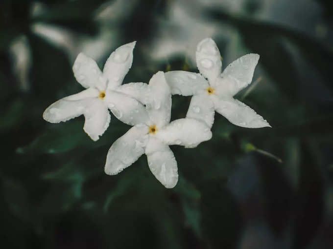 ಮಲ್ಲಿಗೆ