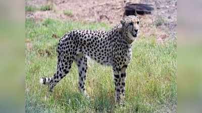 Cheetah: ಬೇಟೆಗಾರರಿಂದ ವಿದೇಶಿ ಚೀತಾ ರಕ್ಷಣೆಗೆ ಸೂಪರ್ ಸ್ನಿಫರ್‌ ಶ್ವಾನಕ್ಕೆ ತರಬೇತಿ!