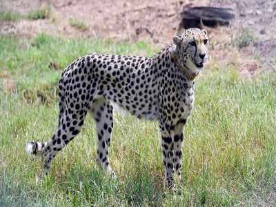 Cheetah: ಬೇಟೆಗಾರರಿಂದ ವಿದೇಶಿ ಚೀತಾ ರಕ್ಷಣೆಗೆ ಸೂಪರ್ ಸ್ನಿಫರ್‌ ಶ್ವಾನಕ್ಕೆ ತರಬೇತಿ!