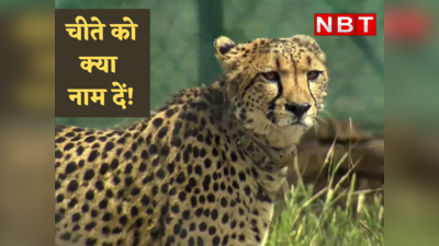 Cheetah News : मिल्खा, चेतक, वायु ... कुनो नेशनल पार्क में छोड़े गए चीतों के लिए लोगों ने सुझाए नाम