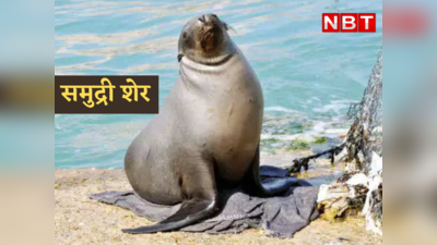 Sea Lion News : जंगल के शेर को तो आप जानते हैं, समंदर का शेर देखा है?