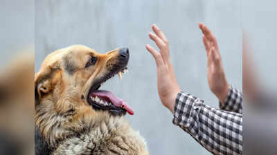 World Rabies Day: रेबीज होने पर मौत पक्की, कुत्ते का काटना नहीं चाटना भी है जानलेवा, 7 उपाय करेंगे बचाव