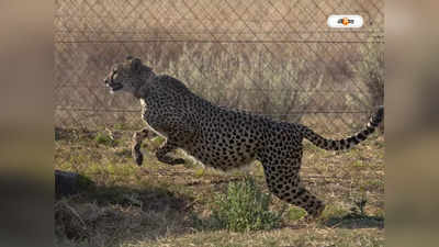 Cheetah in India : কুনোর জঙ্গলে ‘বডিগার্ড’ পাচ্ছে চিতারা, নিরাপত্তার দায়িত্বে কুকুর