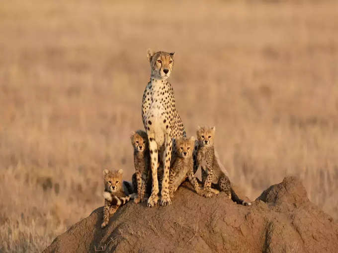 चीतों के लिए नाम सुझाएं - Suggest names for Cheetahs