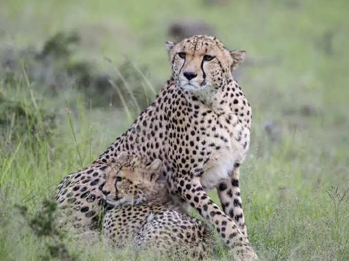 चीता प्रोजेक्ट के लिए सुझाए नाम - Suggest a name for the Cheetah Reintroduction Project