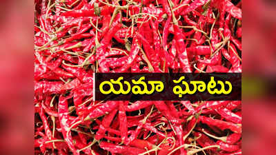 Mirchi Price: దేశీ మిర్చికి ఆల్‌టైమ్ రికార్డు ధర.. క్వింటాల్‌కు రూ. 90 వేలు