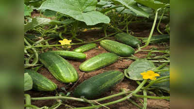 cucumber crop | ಅನ್ನದಾತನ ಕೈಹಿಡಿದ ಸೌತೆಕಾಯಿ ಬೆಳೆ: ಪ್ರತಿಕೂಲ ವಾತಾವರಣದಲ್ಲೂ ಉತ್ತಮ ಇಳುವರಿ