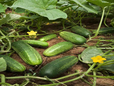 cucumber crop | ಅನ್ನದಾತನ ಕೈಹಿಡಿದ ಸೌತೆಕಾಯಿ ಬೆಳೆ: ಪ್ರತಿಕೂಲ ವಾತಾವರಣದಲ್ಲೂ ಉತ್ತಮ ಇಳುವರಿ