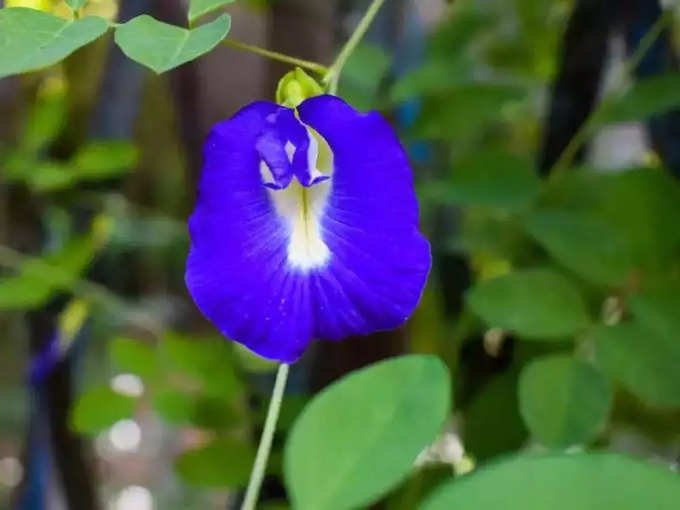 ಶಂಖಪುಷ್ಪ ಗಿಡ