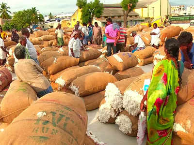 பருத்தி விவசாயிகள் கவலை.. காரணம் இதுதான்!