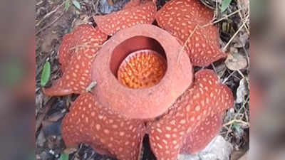 Worlds Largest Flower: इंडोनेशिया के जंगल में खिला दुनिया का सबसे बड़ा फूल, आकार और वजन कर देगा हैरान