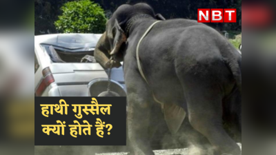 Elephant News : हाथी महाशय को इतना गुस्सा क्यों आता है? ये मदमस्त क्यों हो जाते हैं जान लीजिए