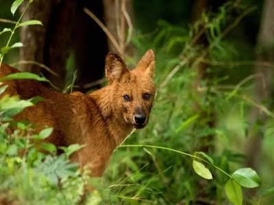 Dhole: ಕೆನ್ನಾಯಿ ಸಂತತಿಗೆ ಆಪತ್ತು; ಅಳಿವಿನಂಚಿನಲ್ಲಿರುವ ಸೀಳುನಾಯಿಗಳ ಸಂರಕ್ಷಣೆಗೆ ಹೇಗೆ?