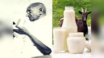 महात्मा गांधींनी दूध न पिण्याची घेतली होती शपथ, तरी देखील प्यायले Goat Milk, तुम्ही देखील जाणून घ्या याचे फायदे