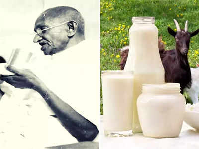 महात्मा गांधींनी दूध न पिण्याची घेतली होती शपथ, तरी देखील प्यायले Goat Milk, तुम्ही देखील जाणून घ्या याचे फायदे