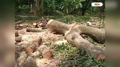 Hooghly News: পুজোর ছুটি শুরু হতেই দেদার গাছ কাটার অভিযোগ, পোলবায় শোরগোল