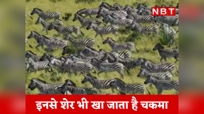 Zebra News : खड़े-खड़े सोते हैं जेब्रा, सफेद-काली पट्टी वाले ये जानवर शेर को भी दे देते हैं चकमा