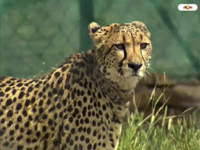 Cheetah in India : ৭০ বছর পর সুখবর, মা হতে চলেছে নামিবিয়া থেকে আসা চিতা!