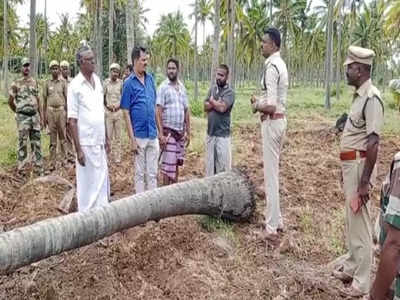 விளைநிலங்களுக்குள் புகுந்த காட்டு யானைகள்.. விரட்டும் பணியில் வனத்துறை..!