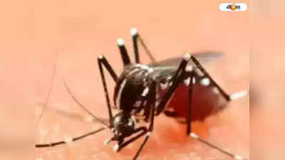 Dengue : ডেঙ্গি রোগীদের জন্য চালু হল হেল্পলাইন নম্বর, পুজোয় খোলা থাকবে সরকারি ল্যাব