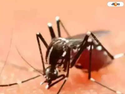 Dengue : ডেঙ্গি রোগীদের জন্য চালু হল হেল্পলাইন নম্বর, পুজোয় খোলা থাকবে সরকারি ল্যাব
