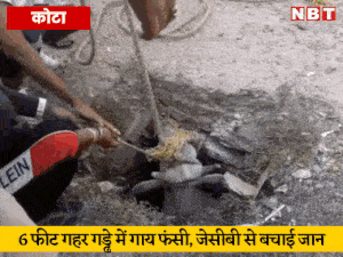 कोटा: मंत्री धारीवाल के शहर में गाय को बचाते का वीडियो वायरल
