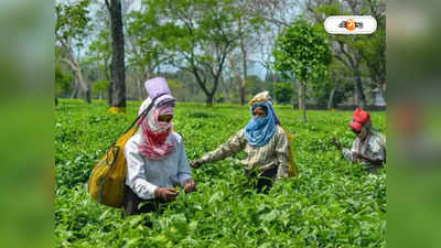 Tea Garden: চা মহল্লার বোনাস: পাহাড়ে এখন দুধ-রক্তের রাজনীতি