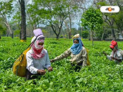 Tea Garden: চা মহল্লার বোনাস: পাহাড়ে এখন দুধ-রক্তের রাজনীতি