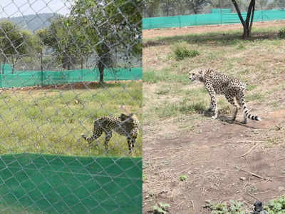 Cheetah Good News: तब मौत को मात दी थी चीता आशा, अब भारत के लिए लाई खुशियां, लेकिन प्रेग्नेंसी से विशेषज्ञों को चिंता क्यों?