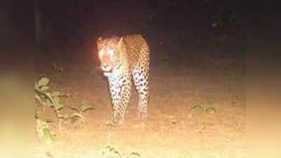 Leopard: ಅನಗವಾಡಿ ಬಳಿ ಚಿರತೆ ಸಂಚಾರ: ಅರಣ್ಯ ಇಲಾಖೆಯಿಂದ ಕಾರ್ಯಾಚರಣೆ ಶುರು