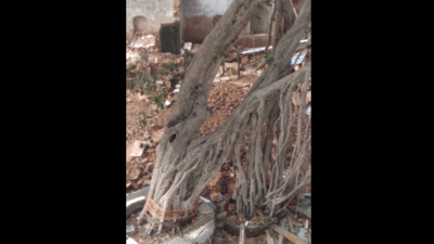 Gandhi Jayanti: 300 साल पुराने गांधी वटवृक्ष की जगह लेगा बरगद का नया पौधा, बारिश में गिर गया था ये ऐतिहासिक पेड़