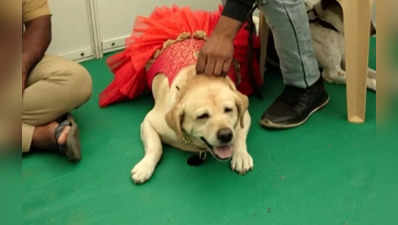 Mysuru Dog Show | ದಸರಾ ಡಾಗ್‌ ಶೋಗೆ ಫ್ರಾಕ್‌ ಧರಿಸಿ ಬಂದ ಚಾರ್ಲಿ: 400ಕ್ಕೂ ಹೆಚ್ಚು ಶ್ವಾನಗಳು ಭಾಗಿ