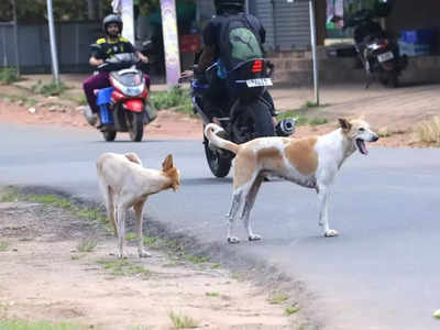 ഒറ്റപ്പാലത്ത് നായ പിടുത്തക്കാരനെ തെരുവ് പട്ടി കടിച്ചു