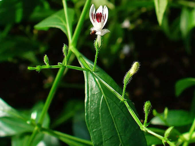 ​ಪೌಷ್ಟಿಕಾಂಶದ ಮೌಲ್ಯ