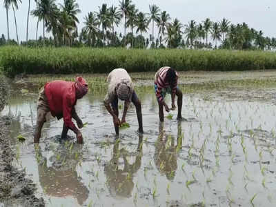 விவசாய பணிக்கு வடமாநில தொழிலாளர்கள் இறக்குமதி.. 100 நாள் வேலைத்திட்டம் காரணமா?