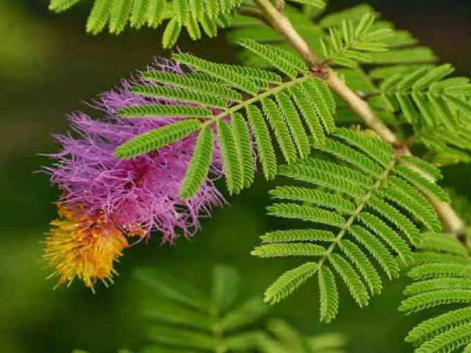 शमी वृक्ष की पूजा करना सुखदायी