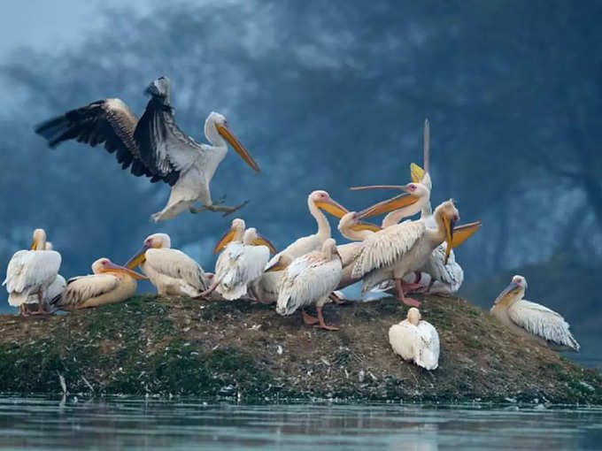 ಕಿಯೋಲಾಡಿಯೋ ರಾಷ್ಟ್ರೀಯ ಉದ್ಯಾನವನ