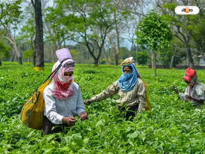 Assam Tea Workers : পুজোর বোনাস ঘোষণা, অবশেষে হাসি ফুটল অসমের চা শ্রমিকদের মুখে