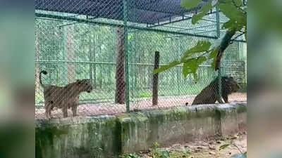 Asiatic Lion: 1450 जंगली जानवरों का घर है यहां, आप भी एशियाई शेरों समेत अन्य जानवरों को ले सकते हैं गोद