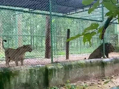 Asiatic Lion: 1450 जंगली जानवरों का घर है यहां, आप भी एशियाई शेरों समेत अन्य जानवरों को ले सकते हैं गोद