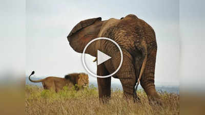 Video: सिंहानं घेतला हत्तीशी पंगा, या घनघोर युद्धात कोण जिंकलं तुम्हीच पाहा