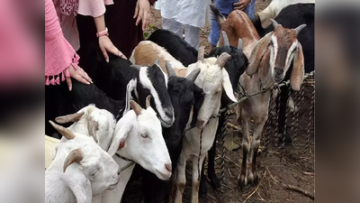 बोकडबळीबाबत कोर्टाचे आदेश पाळावेत; अंनिसचे जिल्हाधिकाऱ्यांना साकडे