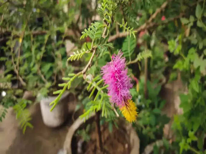 Banni Tree