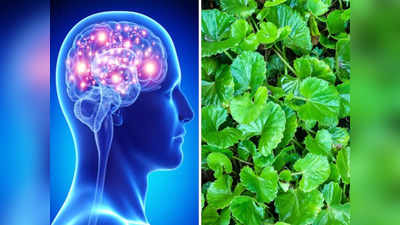 Brain boosting foods: ब्रेन पावर बढ़ाने के 5 आयुर्वेदिक उपाय, सालों तक दिमाग में छप जाएगी देखी-पढ़ी गई चीज