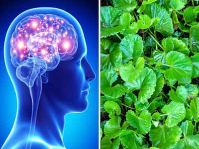 Brain boosting foods: ब्रेन पावर बढ़ाने के 5 आयुर्वेदिक उपाय, सालों तक दिमाग में छप जाएगी देखी-पढ़ी गई चीज