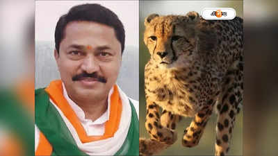 Cheetah in India: ‘চিতার জন্য ছড়িয়েছে লুম্পি ভাইরাস’, আজব যুক্তি মহারাষ্ট্রের প্রদেশ সভাপতির