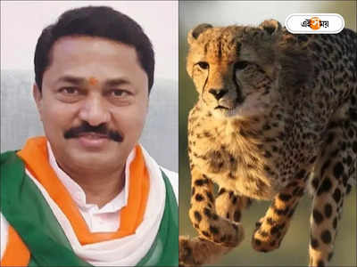 Cheetah in India: ‘চিতার জন্য ছড়িয়েছে লুম্পি ভাইরাস’, আজব যুক্তি মহারাষ্ট্রের প্রদেশ সভাপতির