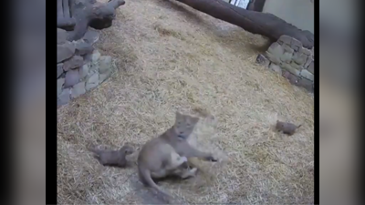 Baby lion Cute Video: சிங்கத்தையே பயமுறுத்திய கடைக்குட்டி சிங்கம்! கியூட் வீடியோ!