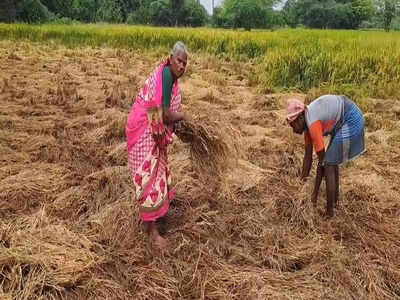 மழையில் முளைத்த நெல் மணிகள்; அரசுக்கு நாகப்பட்டினம் விவசாயிகள் கோரிக்கை!